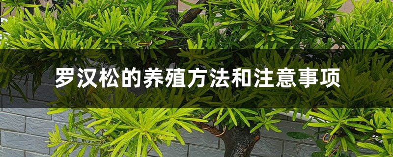 罗汉松的养殖方法和注意事项