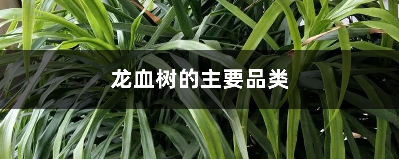 龙血树的主要品类 龙血树的主要品类