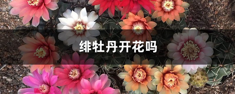 绯牡丹开花吗