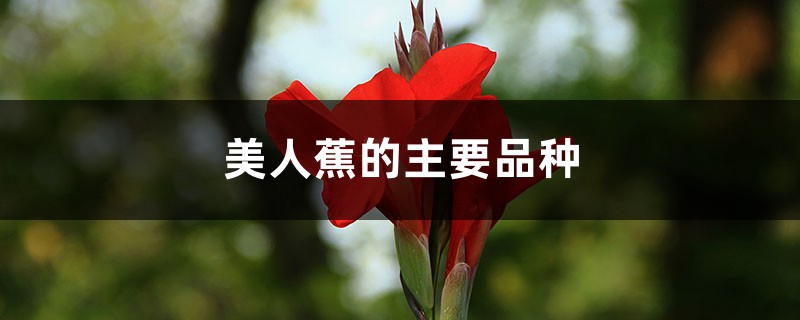 美人蕉的主要品种 美人蕉的主要品种