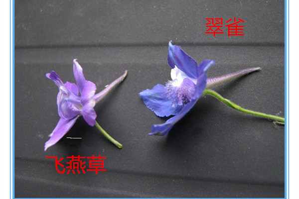怎么区别飞燕草和翠雀 怎么区别飞燕草和翠雀
