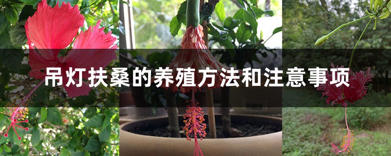 吊灯扶桑的养殖方法和注意事项 吊灯扶桑的养殖方法和注意事项