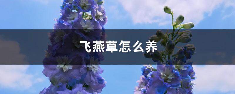 飞燕草怎么养 飞燕草怎么养