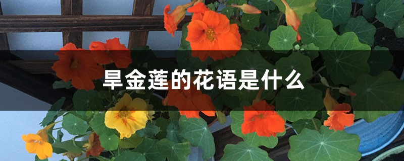 旱金莲的花语是什么