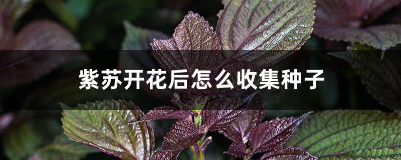 紫苏开花后怎么收集种子 紫苏开花后怎么收集种子