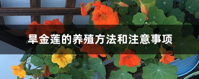 旱金莲的养殖方法和注意事项 旱金莲的养殖方法和注意事项