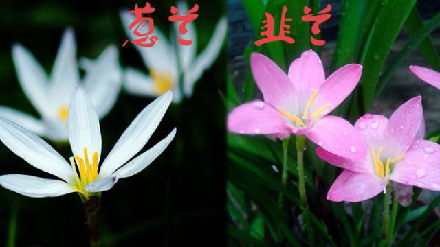 葱兰与韭兰的区别 葱兰与韭兰的区别