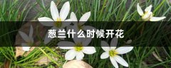 葱兰什么时候开花