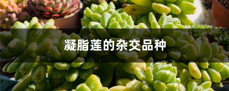 凝脂莲的杂交品种 凝脂莲的杂交品种