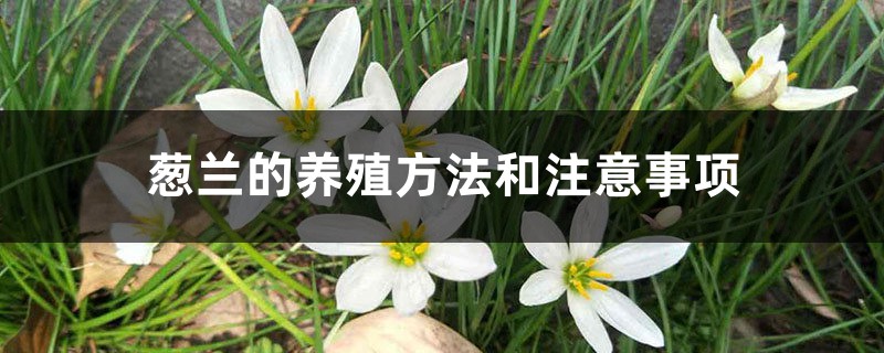 葱兰的养殖方法和注意事项 葱兰的养殖方法和注意事项