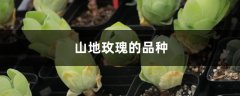 山地玫瑰的品种