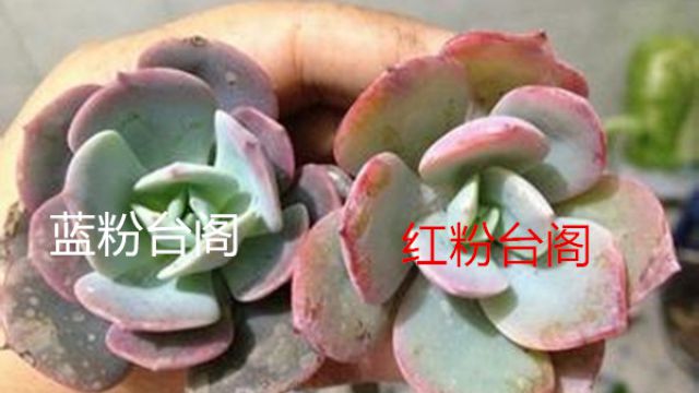 红粉台阁和蓝粉台阁的区别 红粉台阁和蓝粉台阁的区别
