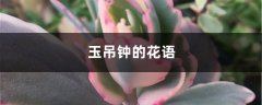 玉吊钟的花语