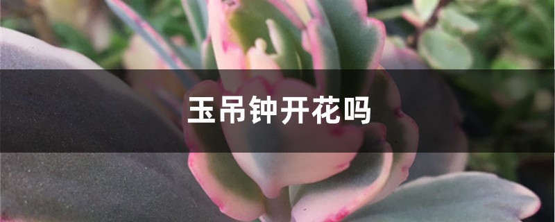 玉吊钟开花吗