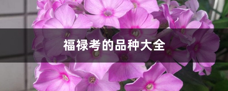 福禄考的品种大全 福禄考的品种大全