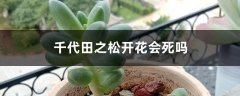 千代田之松开花会死吗