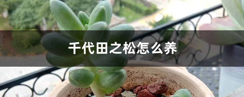 千代田之松怎么养 千代田之松怎么养