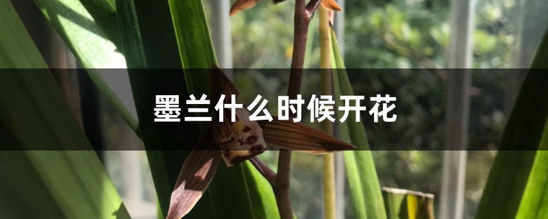 墨兰什么时候开花 墨兰什么时候开花