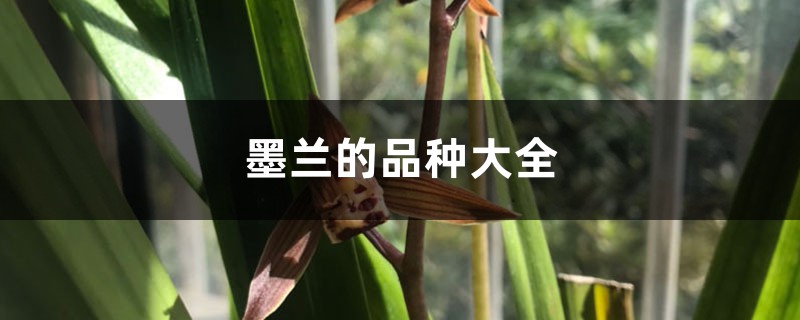 墨兰的品种大全 墨兰的品种大全