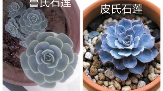 鲁氏石莲和皮氏石莲的区别 鲁氏石莲和皮氏石莲的区别