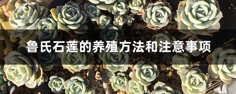 鲁氏石莲的养殖方法和注意事项 鲁氏石莲的养殖方法和注意事项
