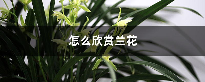 怎么欣赏兰花