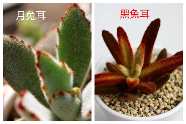 月兔耳和黑兔耳的区别 月兔耳和黑兔耳的区别