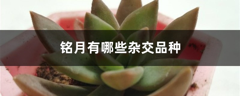 铭月有哪些杂交品种 铭月有哪些杂交品种