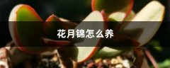 花月锦怎么养