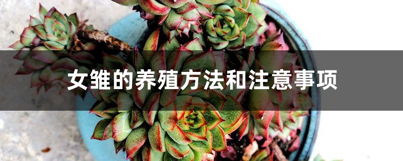 女雏的养殖方法和注意事项 女雏的养殖方法和注意事项