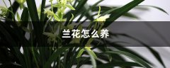 兰花怎么养