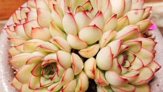 花月夜与月光女神的区别 花月夜与月光女神的区别