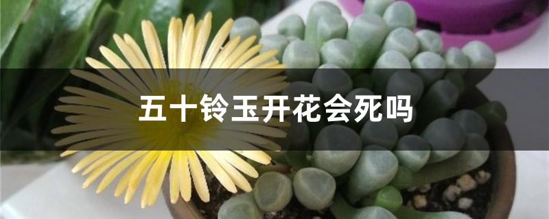 五十铃玉开花会死吗