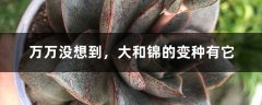 万万没想到，大和锦的变种有它