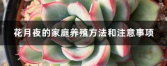 花月夜的家庭养殖方法和注意事项