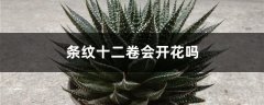条纹十二卷会开花吗