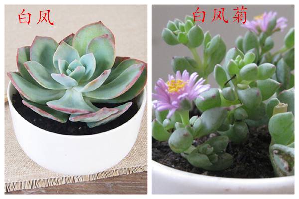 白凤和白凤菊的区别 白凤和白凤菊的区别