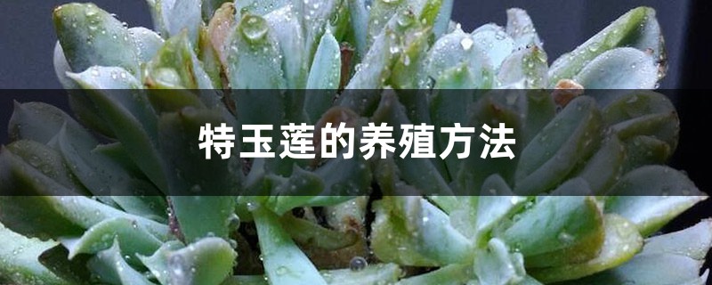 特玉莲的养殖方法