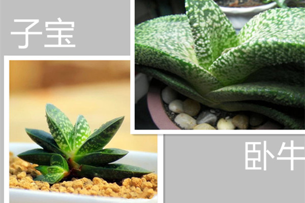 你能区分子宝和卧牛吗 你能区分子宝和卧牛吗