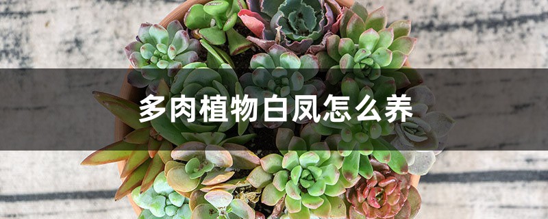 多肉植物白凤怎么养