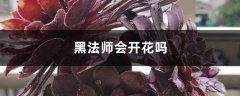 黑法师会开花吗