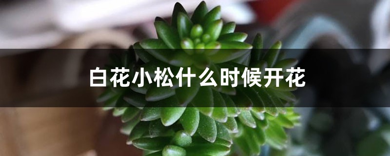 白花小松什么时候开花