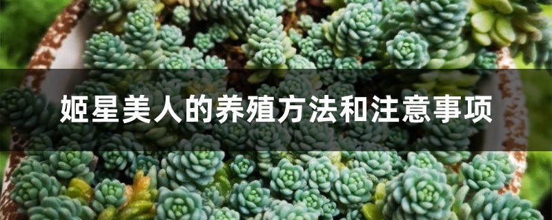 姬星美人的养殖方法和注意事项 姬星美人的养殖方法和注意事项