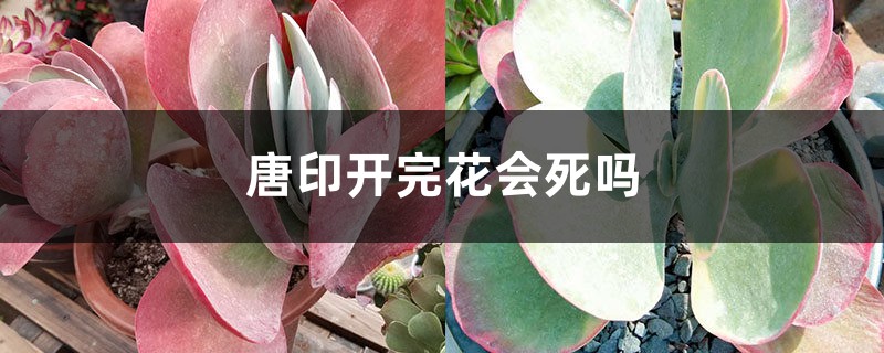 唐印开完花会死吗 唐印开完花会死吗