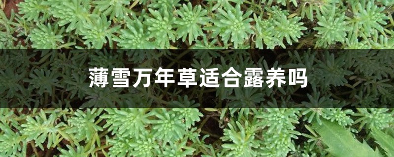 薄雪万年草适合露养吗 薄雪万年草适合露养吗