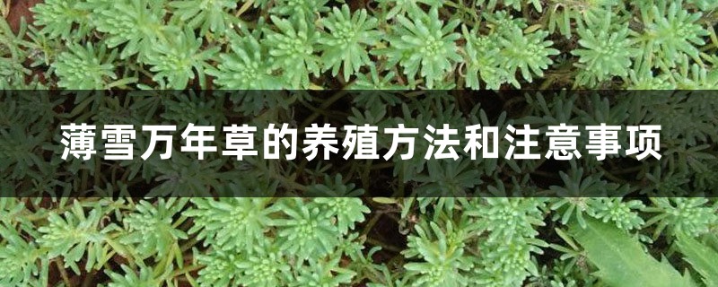 薄雪万年草的养殖方法和注意事项 薄雪万年草的养殖方法和注意事项
