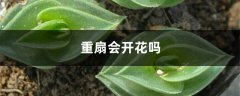 重扇会开花吗