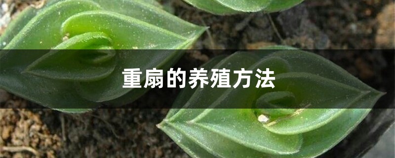 重扇的养殖方法 重扇的养殖方法
