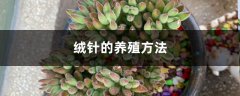 绒针的养殖方法