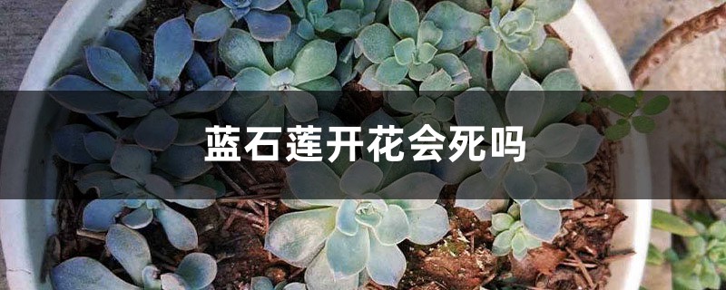 蓝石莲开花会死吗 蓝石莲开花会死吗
